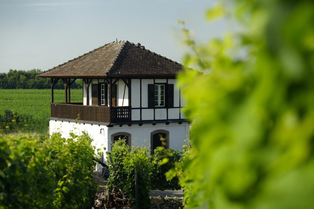 im Weinberg Weingut Stigler